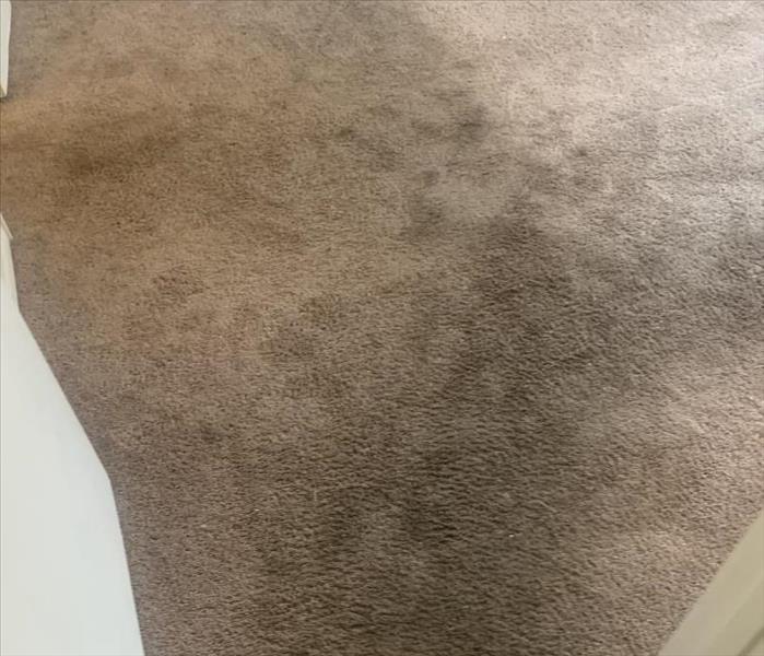 Dirty Carpet at an apartment complex in Newberry, SC