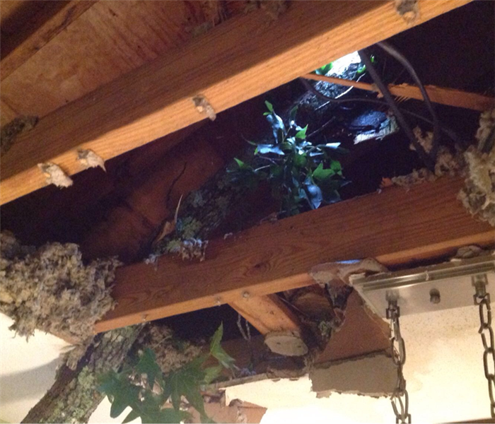 Storm damage sent a tree through a roof in Newberry SC causing major damage inside the home.
